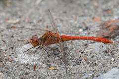 Sympetrum