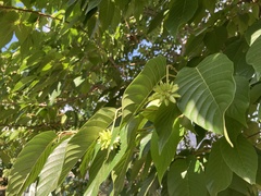 Camptotheca acuminata