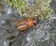 Coleoptera