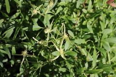 Clematis microphylla