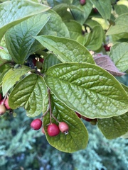 Cotoneaster rehderi