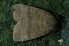 Ipimorpha subtusa