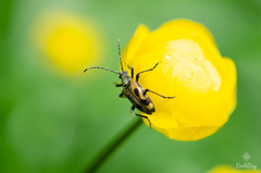 Brachyta interrogationis