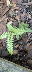 Adiantum latifolium