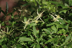 Clematis microphylla