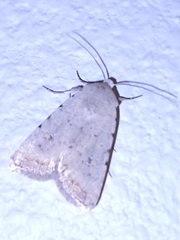 Caradrina