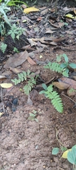 Polypodiopsida