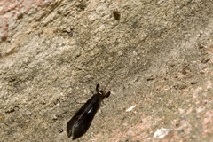 Mystacides azureus