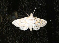 Pseudopyrausta santatalis