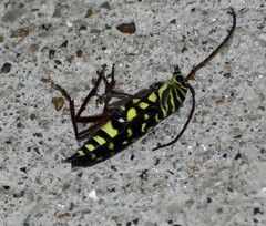 Placosternus difficilis