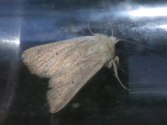 Mythimna sicula