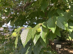 Camptotheca acuminata
