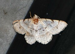 Frederickia subterminata