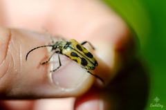 Brachyta interrogationis