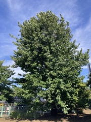 Camptotheca acuminata