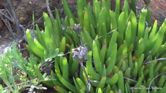 Lampranthus spectabilis