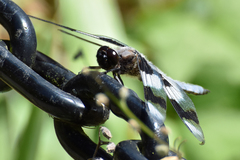 Libellula forensis
