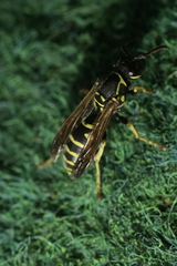 Polistes dominula