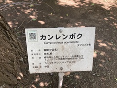 Camptotheca acuminata