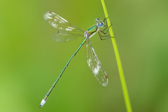 Lestes virens