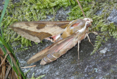 Hyles euphorbiae