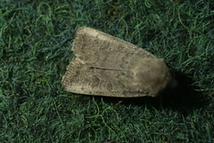 Hoplodrina octogenaria