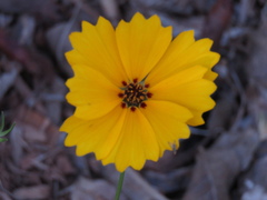 Coreopsis