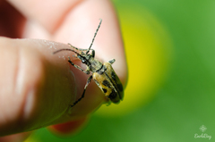 Brachyta interrogationis