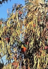 Alisterus scapularis