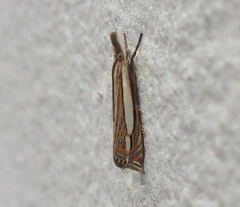 Crambus