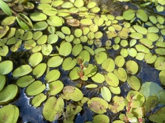 Salvinia molesta