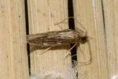 Hydroptilidae