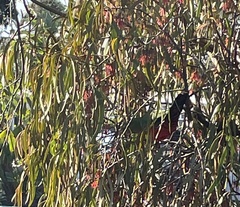 Alisterus scapularis