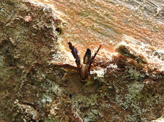 Tephritoidea
