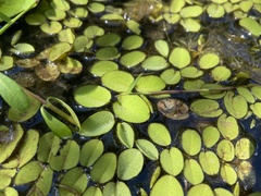 Salvinia molesta