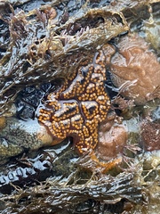 Styelidae