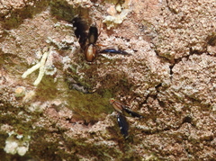 Tephritoidea