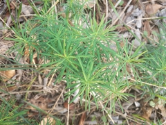 Euphorbia cyparissias
