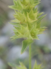 Stachydeae