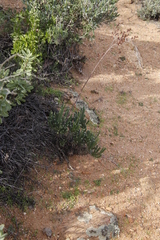 Tylecodon wallichii ecklonianus