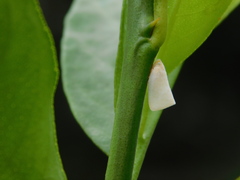 Sanurus