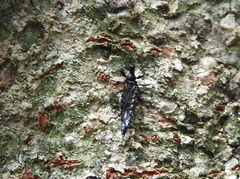 Phlaeothripidae