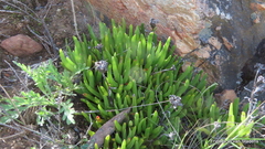 Lampranthus spectabilis