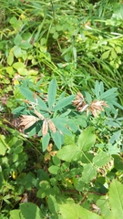 Trifolium lupinaster