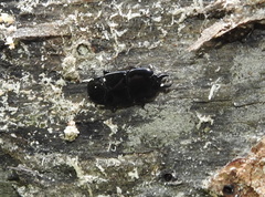 Hololepta