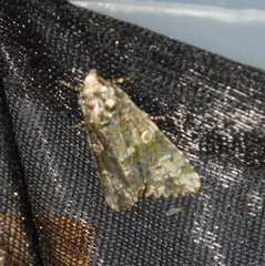 Craniophora ligustri