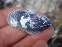 Mytilidae