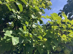 Pseudocydonia sinensis