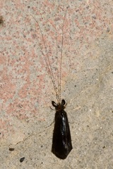 Mystacides azureus