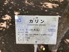 Pseudocydonia sinensis